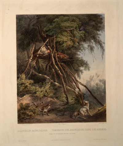 木の上のアッシニボインインディアンの墓 作： Karl Bodmer